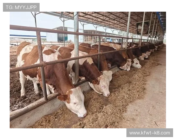 牛牛的饲料选择与营养搭配：提升牛牛生产性能的科学方法